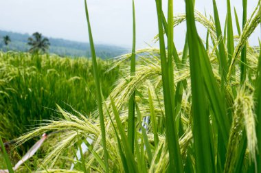 pirinç tarlaları bali Endonezya