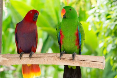 Doğada Eclectus papağanı