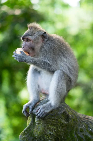 Gray Long Tailed Macaque — Stock Photo, Image