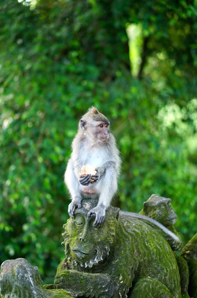 Macaco Cola Larga Gris — Foto de Stock