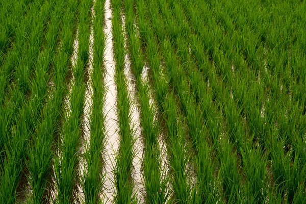 Рисові Поля Індонезії — стокове фото