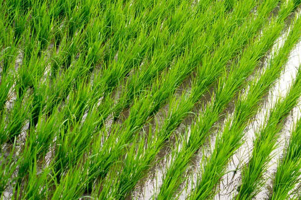 Campos Arroz Bali Indonesia —  Fotos de Stock