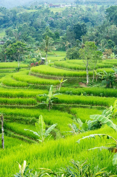 Rice Fields Bali Indonesia — Stock Photo, Image