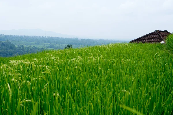 Campos Arroz Bali Indonesia —  Fotos de Stock