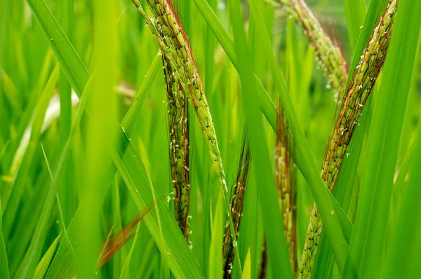 Campos Arroz Bali Indonesia —  Fotos de Stock