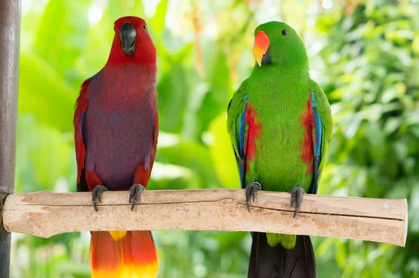 Papagaios Eclectus Natureza — Fotografia de Stock