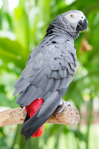 Afrikansk Grå Papegoja Naturen — Stockfoto