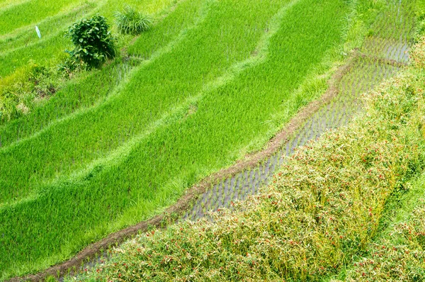 Рисовые Поля Бали Индонезии — стоковое фото