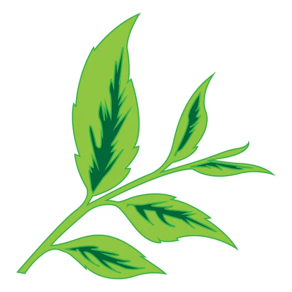 Imagem a cores das folhas de chá — Vetor de Stock