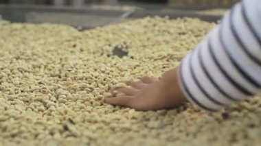 Kahve çekirdekleri kurutma