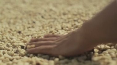 Kahve çekirdekleri kurutma