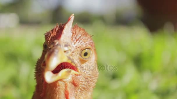 Close up of the head of a funny red cock — Stock Video