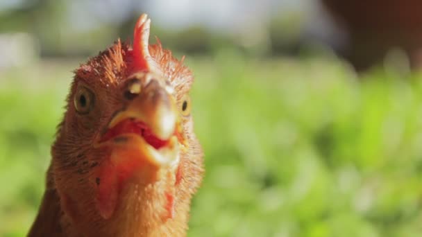 Funny red chicken — Stock Video