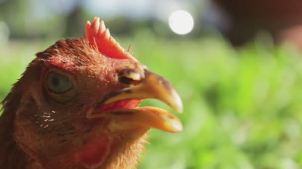 Primer plano de la cabeza polla roja — Vídeo de stock