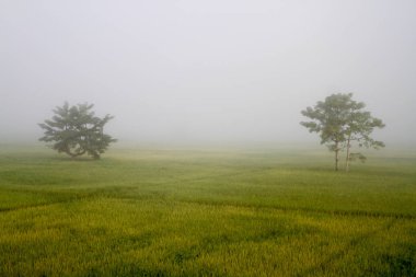 jusmin pirinç alan sisli sabah ağacında ile.