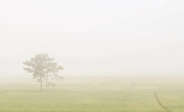 Campo de arroz jusmin con árbol en la mañana brumosa . —  Fotos de Stock