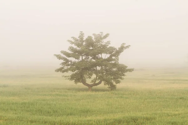 Jusmin rice field with tree in foggy morning. — Stock Photo, Image