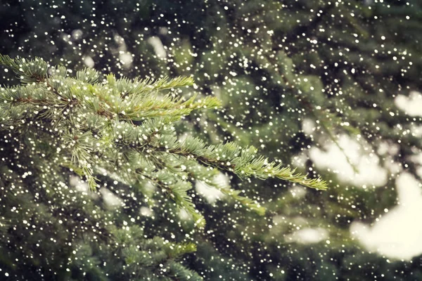 Weihnachtsbaum im neuen Jahr — Stockfoto