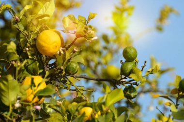 Limon. Olgun limon ağacına asılı. Limon büyüyen