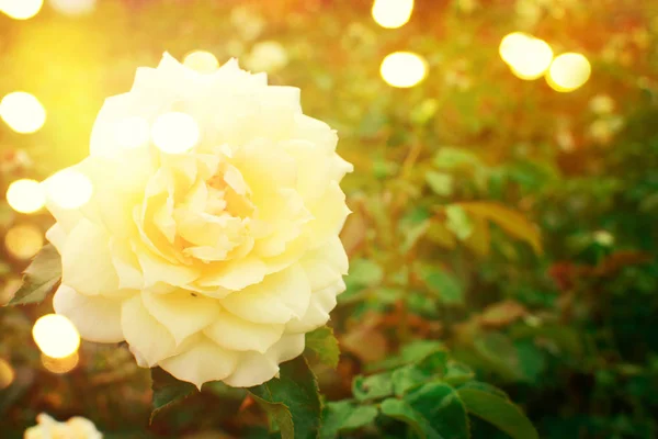 Rosas no jardim — Fotografia de Stock