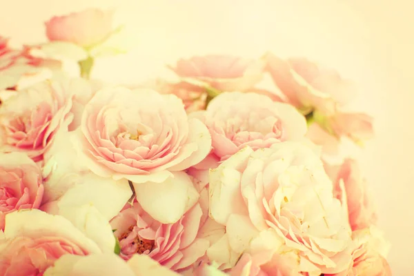 Красивые розовые розы фон — стоковое фото