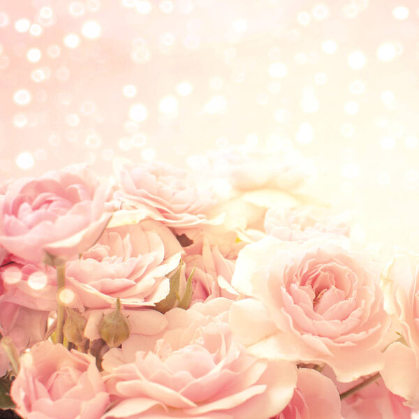 Beautiful pink roses background