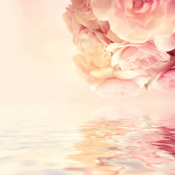 Beautiful pink roses background Stock Picture