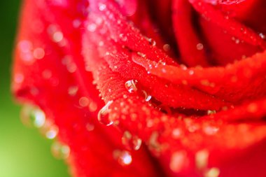 güzel kırmızı gül arka plan