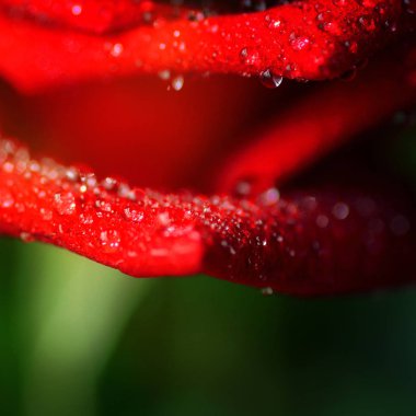 güzel kırmızı gül arka plan