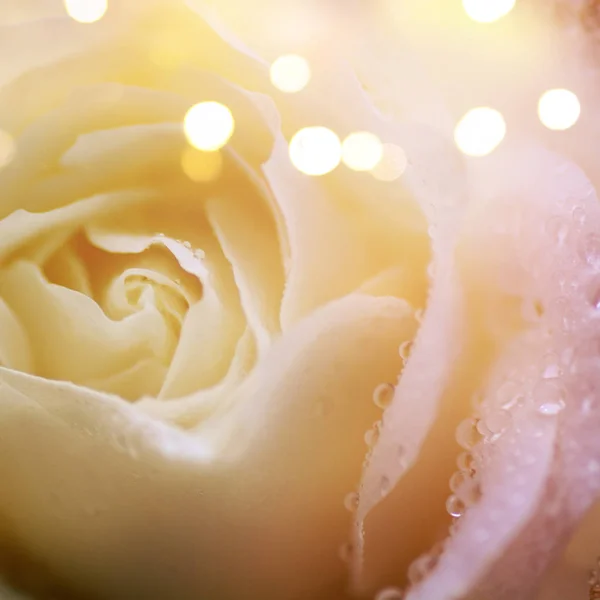 아름다운 하얀 장미 배경 — 스톡 사진