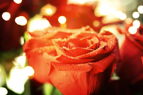Bella rosa rossa sfondo — Foto Stock