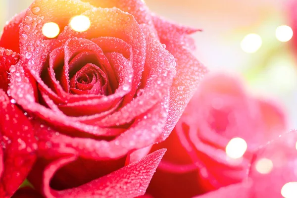 Beautiful red rose background Stock Photo