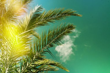 Güzel bir gün batımı arka plan üzerinde palmiye ağaçları