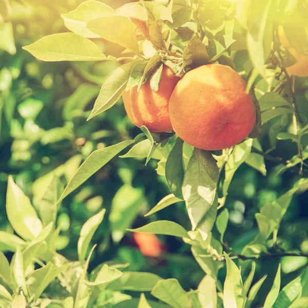 Tarih Pzr portakal ağacı