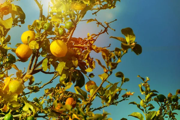 Лемон. Спелые лимоны висят на дереве. Урожай лимона Стоковое Фото