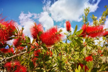 Mavi gökyüzü güzel bahar çiçekleri