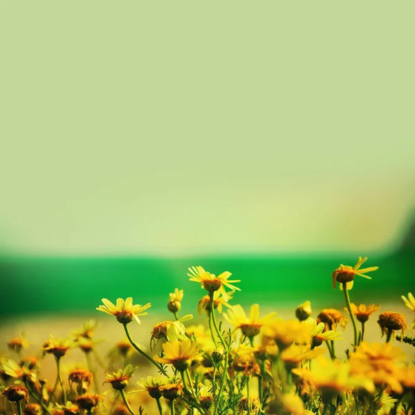 Lindas flores de primavera no céu azul — Fotografia de Stock