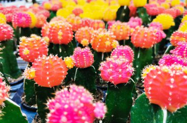 Tencerede renkli kaktüsler grubu, arka plan konsepti