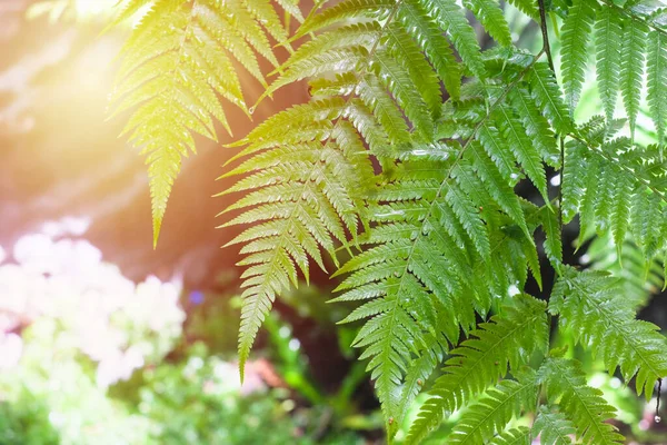 緑の葉の背景と太陽光を閉じ デザインのためのコピースペース 自然コンセプト — ストック写真