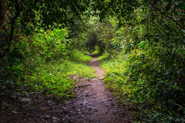 Jedkod-Pongkonsao Natural Study & Eco Center Water reservoir and natural scene with cycling way park — Stock Photo, Image