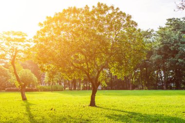 Ağaçlar Lumpini Park, Bangkok, Tayland