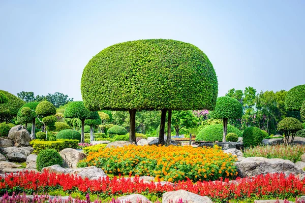 Landschappelijk bijgesneden bomen in openbaar park, Bangkok, Thailand — Stockfoto