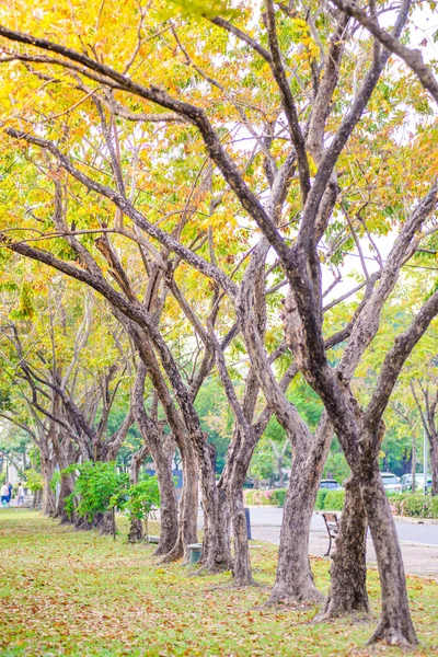 Ağaçlar dikilmiş genel park, Bangkok, Tayland