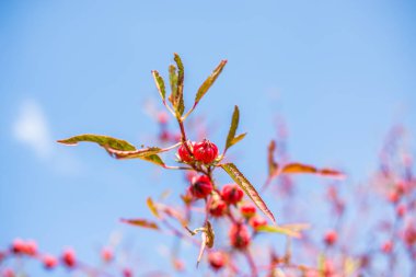 Roselle meyve (Hibiscus sabdariffa L.) 