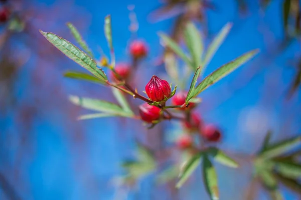 Frutta di Rosella (Hibiscus sabdariffa L .) — Foto Stock