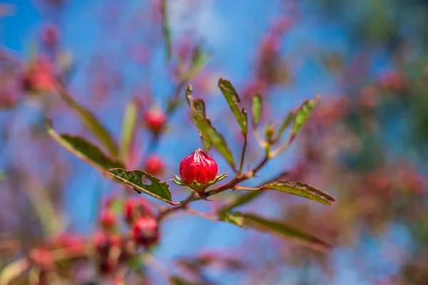 Roselle meyve (Hibiscus sabdariffa L.) — Stok fotoğraf