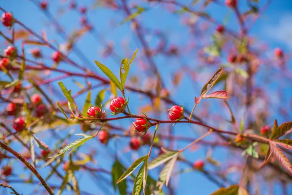 Frutta di Rosella (Hibiscus sabdariffa L .) — Foto Stock