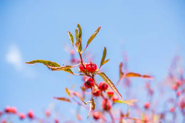 Frutta di Rosella (Hibiscus sabdariffa L .) — Foto Stock