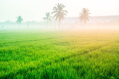 Yemyeşil pirinç paddies sabah güneş ışığı ile