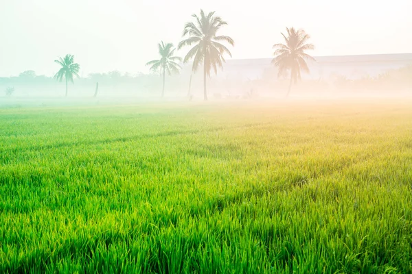 Yemyeşil pirinç paddies sabah güneş ışığı ile